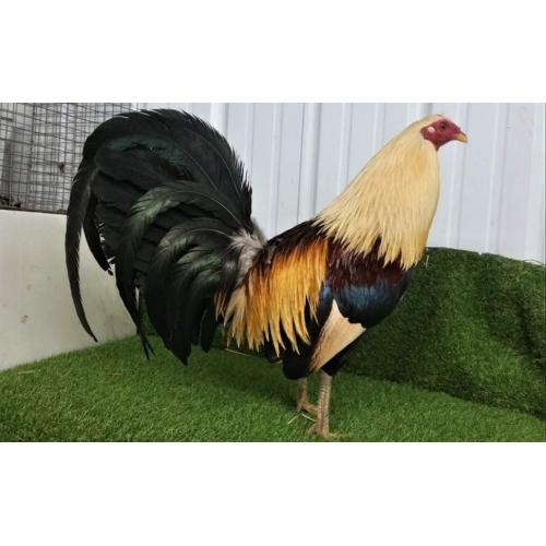 HatchGrey Brood Cock #3