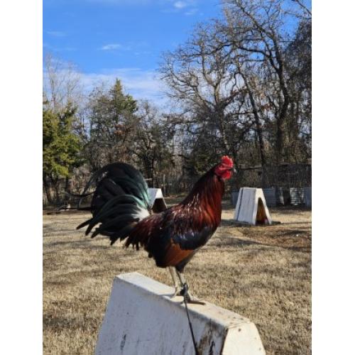 Indian Hills Penney(young fowl)