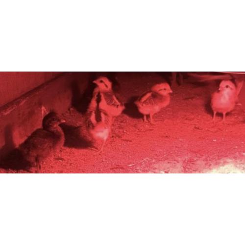 8 chicks 1/2 Flarry eye grey 1/2 Dark asil
