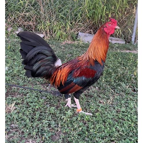 PURE KINGPEN ASIL  { ASIL / KELSO -NICE ROOSTER }