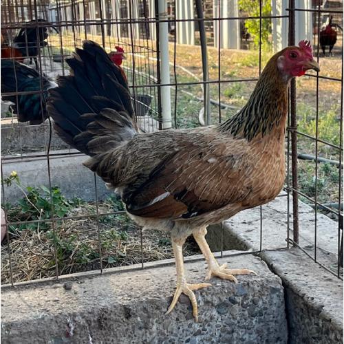 PURE KINGPEN RADIO  { BRADY  RADIO LINE -BROOD PULLET }