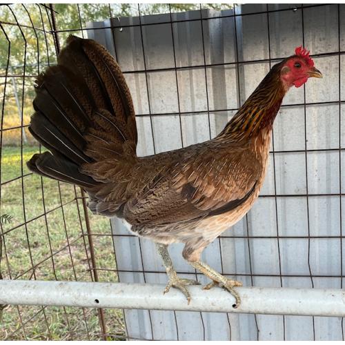 PURE KINGPEN HATCH  { MCLEAN HATCH -BROOD PULLET }