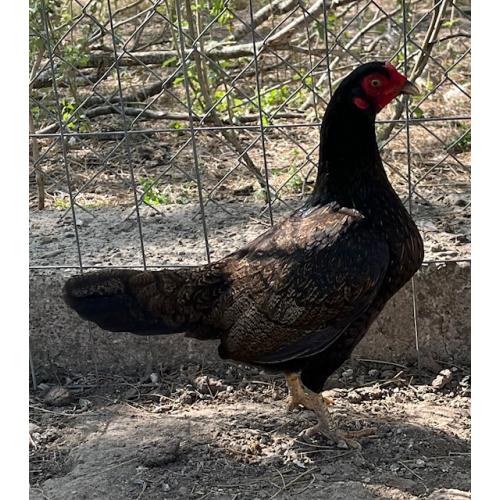 PURE KINGPEN ASIL  { JERRY WALLACE ASIL LINE -BROOD HEN }