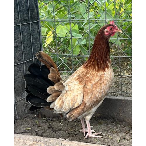 PURE KINGPEN KELSO  { WHITE LEG KELSO -BROOD PULLET }