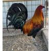 PURE KINGPEN BROWNRED  { MEL SIMS BLOOLDINE -PAIR }