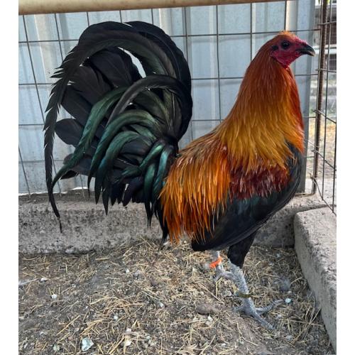 PURE KINGPEN BROWNRED  { MEL SIMS BLOOLDINE -PAIR }