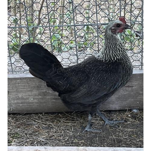 PURE KINGPEN BROWNRED  { BROWNRED / GREY -BROOD PULLET }