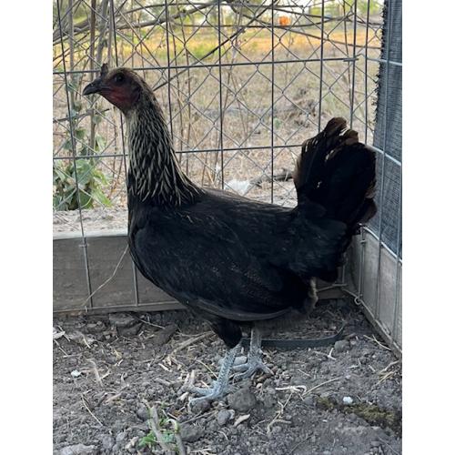 PURE KINGPEN PERUVIAN  { PERUVIAN / GREY -BROOD HEN }
