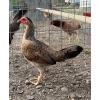 PURE KINGPEN GREY  { GREY / ASIL -BROOD PULLET }