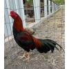 PURE KINGPEN FOWL  { CREDIT CARD -DEBIT CARD -NOW ACCEPTED }