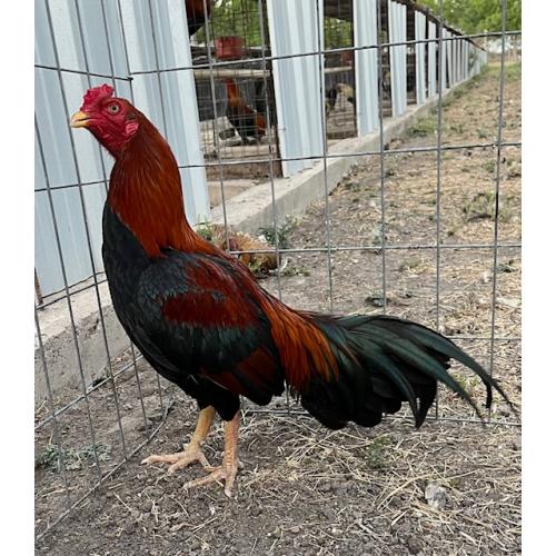 PURE KINGPEN FOWL  { CREDIT CARD -DEBIT CARD -NOW ACCEPTED }