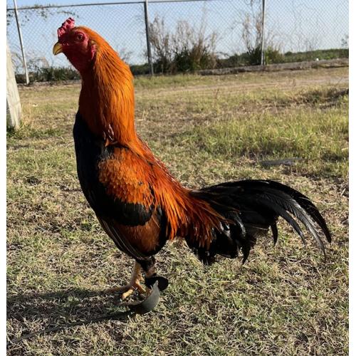 PURE KINGPEN ASIL  { JERRY WALLACE ASIL BLOODLINE -BROOD COCK }