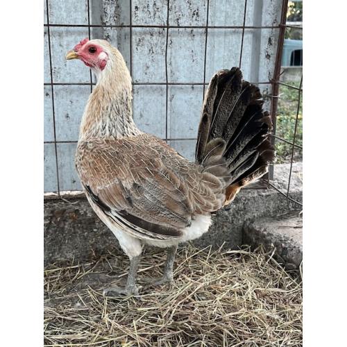 PURE KINGPEN GREY  { CLEMENT GREY -BROOD HEN -ROY BRADY LINE  }