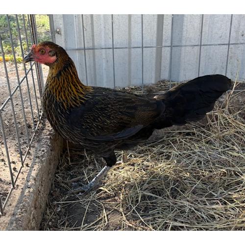 PURE KINGPEN BROWNRED  { ASIL / BROWNRED -BROOD PULLET }