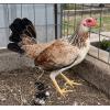 PURE KINGPEN GREY  { GREY / ASIL -BROOD PULLET }