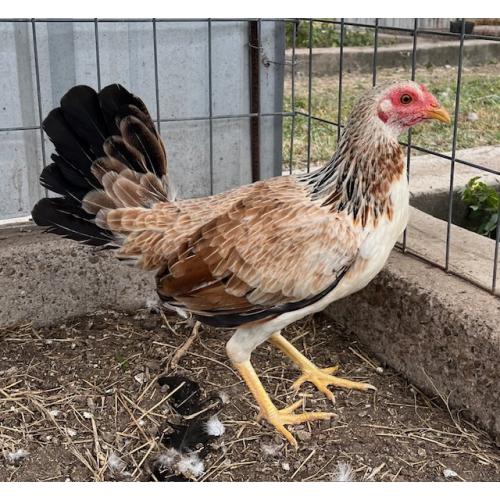 PURE KINGPEN GREY  { GREY / ASIL -BROOD PULLET }