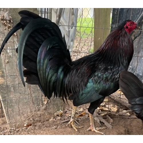 puro Mel Sims Black / Gamefowl Auction Oakridge Gamefarm