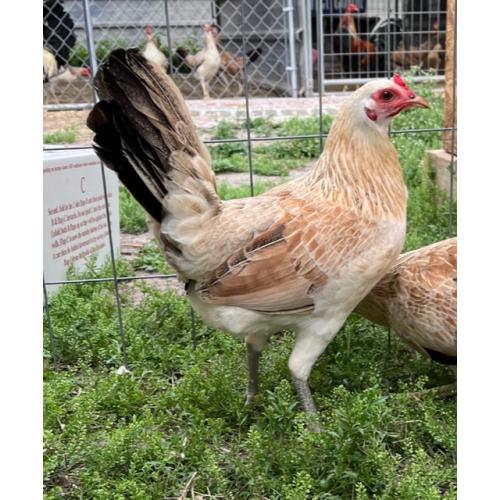PURE KINGPEN GREY  { ROY BRADY CLEMENT GREY-SELECTED BROOD PULLET }