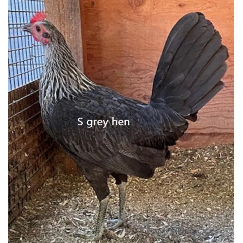 18 Month Sims grey brood  hen.