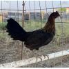 PURE KINGPEN BROWNRED  { MEL SIMS BLOOLDINE -PAIR }