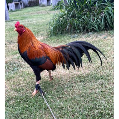 PURE KINGPEN ASIL  { JERR Y WALLACE LINE -GOOD ASIL ROOSTER }