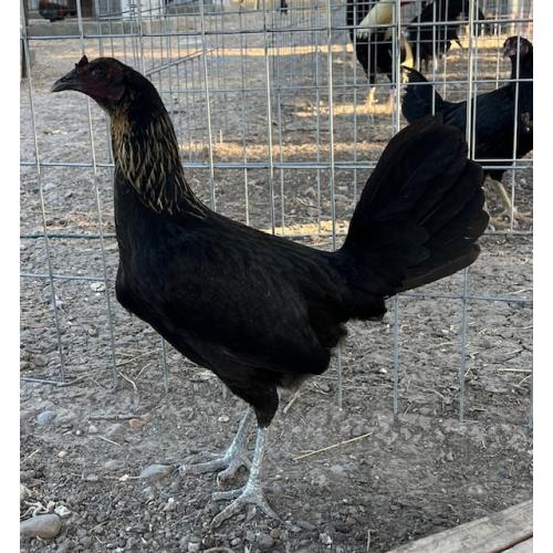 PURE KINGPEN PERUVIAN  { PERUVIAN / GREY { PERUVIAN / GREY -BROOD HEN }