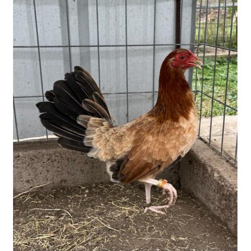 PURE KINGPEN ROUNDHEAD  { GARY GILLIAM BLOODLINE -SELECTED BROOD PULLET }