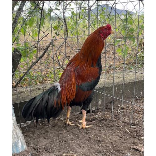 PURE KINGPEN ASIL  { JERRY WALLACE ASIL LINE -PERSONAL BROOD COCK }