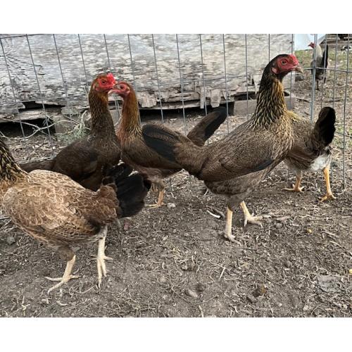 PURE KINGPEN ASIL  { ASIL CROSS PULLETS -$125.00}