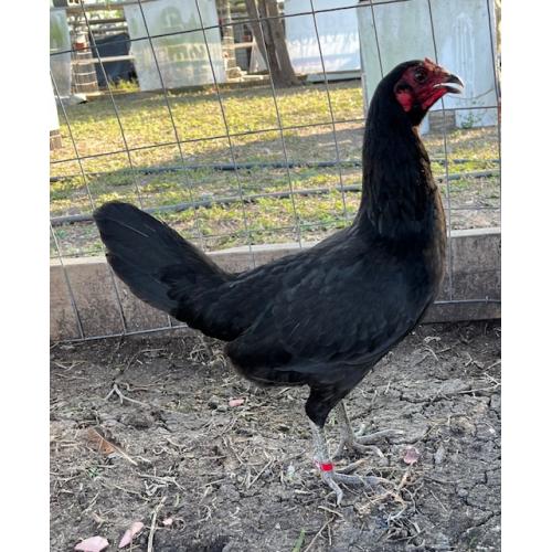 PURE KINGPEN BROWNRED   { BROWNRED / ASIL -NICE PULLET }