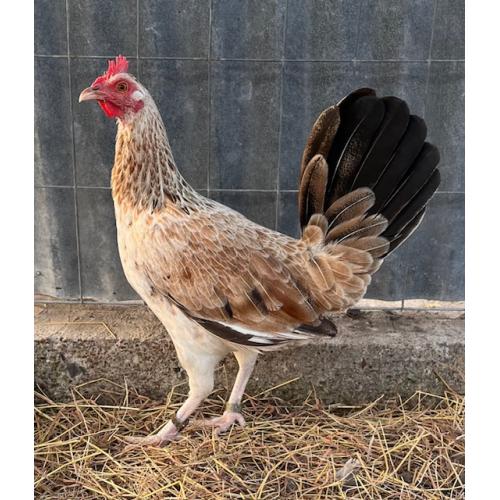 PURE KINGPEN GREY  { BOBBY FAIRCHILD GREY- PERSONAL BROOD HEN }