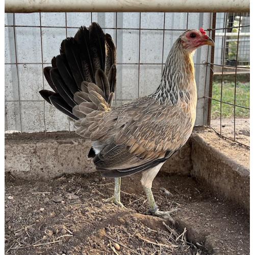 PURE KINGPEN GREY  { CLEMENT GREY -BROOD HEN -ROY BRADY LINE  }