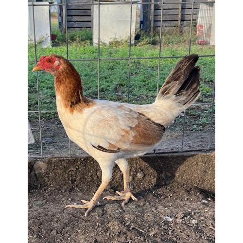 PURE KINGPEN SWEATER  { REAL SWEATERS -DINK BLOODLINE -SELECTED BROOD PULLET }