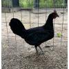 PURE KINGPEN BROWNRED  { MEL SIMS BLOOLDINE -PAIR }
