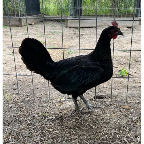 PURE KINGPEN BROWNRED  { MEL SIMS BLOOLDINE -PAIR }