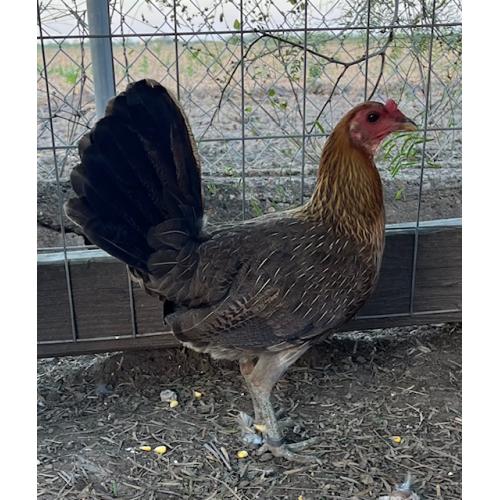 PURE KINGPEN HATCH { MCLEAN HATCH BROOD PULLET } / Gamefowl Auction