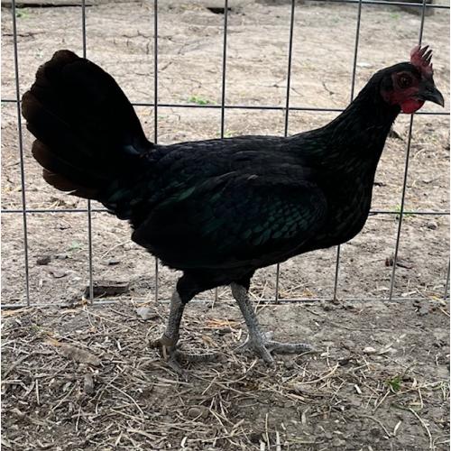 PURE KINGPEN BROWNRED  { MEL SIMS BLOODLINE -BROOD HEN }