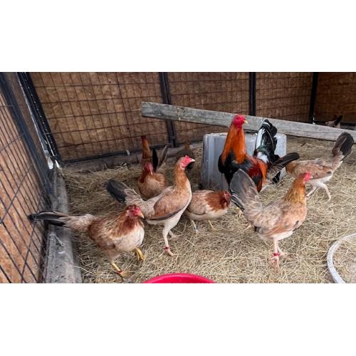 PURE KINGPEN SWEATERS  {REAL SWEATERS -DINK BLOOLDINE -PULLETS }