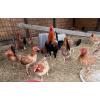 PURE KINGPEN SWEATERS  {REAL SWEATERS -DINK BLOOLDINE -PULLETS }