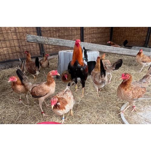 PURE KINGPEN SWEATERS  {REAL SWEATERS -DINK BLOOLDINE -PULLETS }