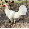 PURE KINGPEN ASIL  { ASIL / WHITE KELSO -BROOD PULLET }