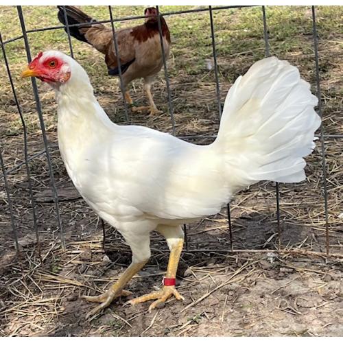 PURE KINGPEN ASIL  { ASIL / WHITE KELSO -BROOD PULLET }