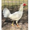 PURE KINGPEN ASIL  { ASIL / WHITE KELSO -BROOD PULLET }