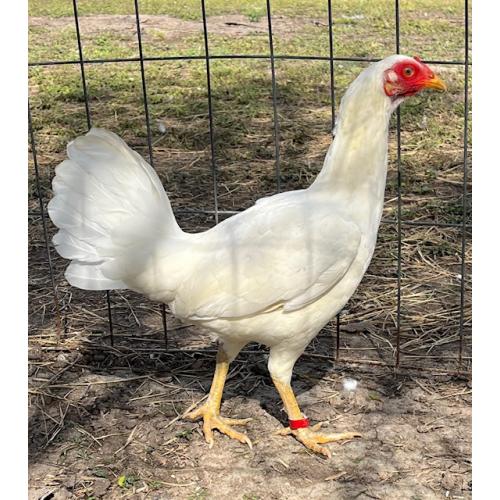 PURE KINGPEN ASIL  { ASIL / WHITE KELSO -BROOD PULLET }