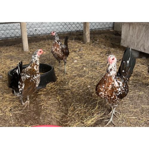 PURE KINGPEN SPANGLE  { NORTH CAROLINA SPANGLE -BROOD PULLET }