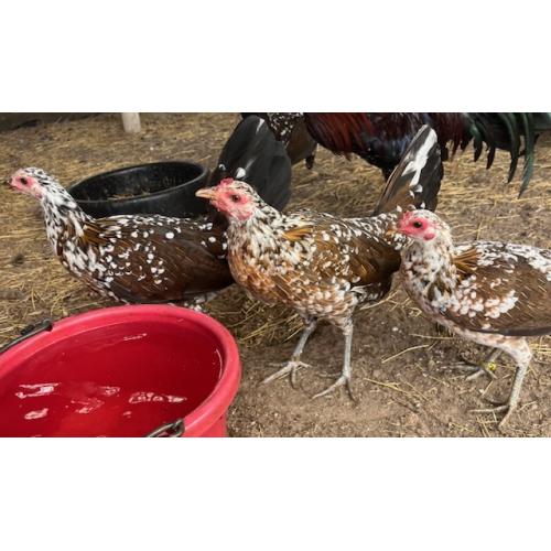 PURE KINGPEN SPANGLE  { NORTH CAROLINA SPANGLE -BROOD PULLET }