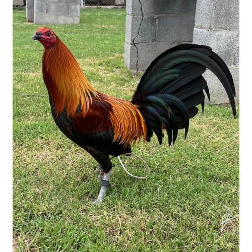 PURE KINGPEN BROWNRED  { MEL SIMS BLOODLINE -BROODSTAG }