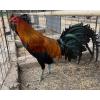 PURE KINGPEN BROWNRED  { MEL SIMS BLOOLDINE -PAIR }