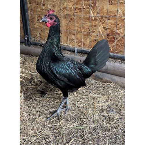 PURE KINGPEN BROWNRED  { MEL SIMS BLOODLINE -PERSONAL BROOD HEN }