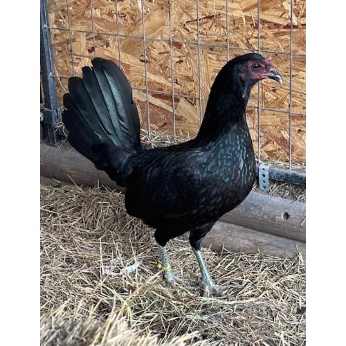 PURE KINGPEN BROWNRED  { MEL SIMS BLOODLINE -PERSONAL BROOD HEN }